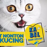 nonton-video-kucing-ternyata-bermanfaat-kabel-kabarsekelebat