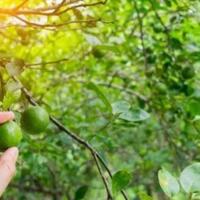 ada-manfaat-jeruk-nipis-untuk-wajah-tapi-ada-efek-sampingnya-sist