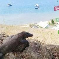 41-komodo-diselundupkan-ke-luar-negeri-1-ekor-dijual-rp-500-juta