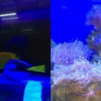 surganya-ikan-hias-di-jakarta-dari-nemo-sampai-lele-thailand-ada