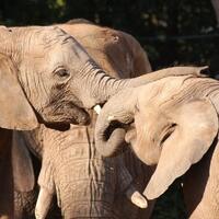 romance-di-dunia-binatang-berikut-cara-cara-aneh-mereka