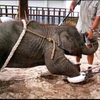 phajaan-tradisi-kejam-penyiksaan-gajah