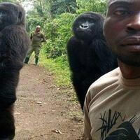 hiiii-foto-quotpenampakanquot-2-sosok-gorilla-hitam-berpose-ini-bikin-netizen-bingung