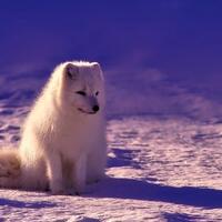 the-frozen-death--beberapa-binatang-ini-mampu-kembali-hidup-setelah-dibekukan