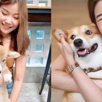 mau-main-sama-anjing-corgi-datang-ke-kafe-ini-gansist