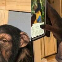 viral-video-simpanse-main-instagram-bikin-kagum