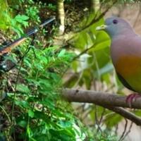 awas-berburu-burung-punai-malam-hari-ada-jin-mengiringi