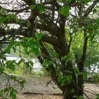 beberapa-tumbuhan-ini-tidak-akan-segan-segan-membunuhmu