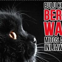 kucing-ternyata-bisa-merubah-warna-bulunya-mitos-ataukah-fakta-ini-jawabannya
