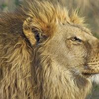 predikat-ayah-terburuk-di-dunia-hewan