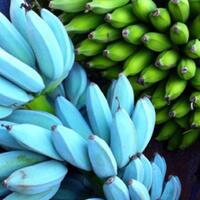blue-java-banana-si-pisang-biru-rasa-vanilla-beneran-ada