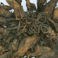rat-king-misteri-sekelompok-tikus-dengan-ekor-yang-terikat
