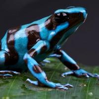 ingin-kematian-instan-beberapa-binatang-ini-punya-solusinya