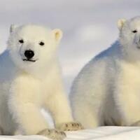 perjuangan-brutal-bayi-binatang-ini-dimulai-sejak-mereka-lahir