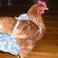 pampered-poultry-bisnis-popok-khusus-ayam-dengan-omzet-keuntungan-712-juta