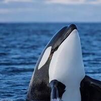 7-alasan-mengapa-orca-disebut-sebagai-pembuli-paling-beringas-diseantero-lautan