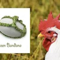 bisnis-popok-ayam-menghasilkan-keuntungan-ratusan-juta