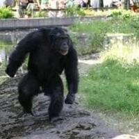 mengenal-santino-simpanse-cerdik--jahil-yang-hobinya--membuli--manusia