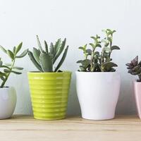 sama-seperti-manusia-dan-hewan-tumbuhan-juga-bisa-kentut-gan-sis