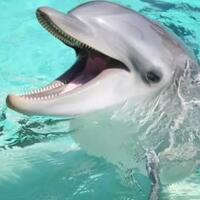 7-fakta-yang-membuktikan-bahwa-lumba-lumba-adalah-penjahat-kelamin-versi-hewan