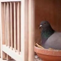 burung-merpati-balap-harga-milliaran-kok-bisa
