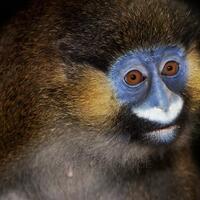 monyet-monyet-paling-unik-yang-hidup-di-seluruh-dunia