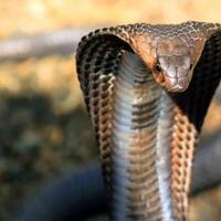 dipenggal-bukan-berarti-mati-ini-10-fakta-mengejutkan-soal-ular