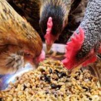 kelebihan-dan-kekurangan-punya-peliharaan-ayam-kampung