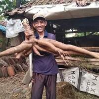singkong-terpanjang-ditemukan-di-pekalongan