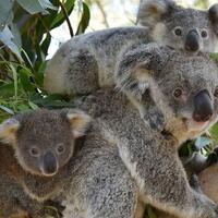 selain-tukang-molor-ini-fakta-unik-lain-koala-yang-tak-diketahui-jan-ethes
