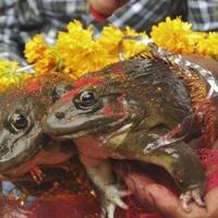aneh-tapi-nyata-pernikahan-kodok-di-india-di-hadiri-ratusan-tamu