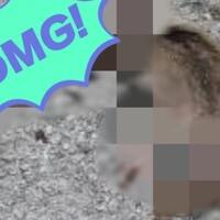 fenomena-bangkai-tikus-di-jalanan-ulah-sengaja-manusia-atau-kecelakaan