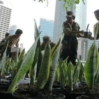 dipergunakan-sebagai-solusi-benarkah-lidah-mertua-bisa-kurangi-polusi