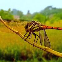 tau-nggak-sih-kalau-mainan-mainan-ini-pernah-ada-waktu-ane-kecil
