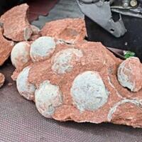 bukan-hoax-fosil-telur-dinosaurus-ditemukan-di-china-ilmuwan-membenarkan