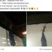 kocaknya-kelakuan-tokek-jumbo-yang-kepergok-mencuri-celana-dalam-pria-ini