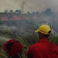 polda-riau-tetapkan-perusahaan-sawit-tersangka-karhutla