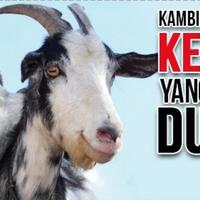 mengenal-domba-kerdil-di-dunia-udah-tahu-belum-gan