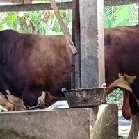 5-jenis-sapi-yang-menjadi-primadona-sultan-indonesia-ketika-idul-adha