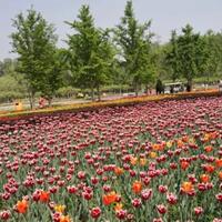 indahnya-di-kebun-raya-beijing-ada-hamparan-bunga-tulip-juga