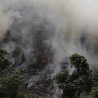 yang-harus-kamu-ketahui-soal-tagar-prayfortheamazon