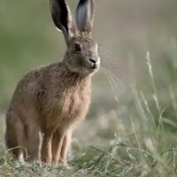 sekilas-terlihat-mirip-padahal-aslinya-beda-banget