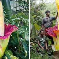 tumbuhan-yang-punya-kekuatan-superkebanyakan-berasal-dari-indonesia