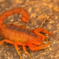 berita-yang-tidak-berimbang--menyesatkan-tentang-potensi-bisnis-racun-kalajengking