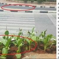 viral-trotoar-di-jakpus-ini-ditanami-tanaman-bikin-bingung-pejalan-kaki