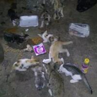 viral-pemuda-memberikan-makanan-dan-obat-ke-puluhan-kucing-jalanan-mengharukan-gan