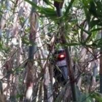 motor-nyangkut-di-pohon-bambu-warganet-katanya-bonceng-makhluk-halus