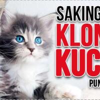 tiga-puluh-lima-ribu-dollar-biaya-untuk-mengklon-kucing-ini-hasilnya-kok-begini