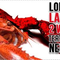 lobster-super-langka-2face-tertangkap-nelayan-untung-belum-dimasak