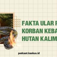 fakta-ular-raksasa-korban-kebakaran-hutan-kalimantan